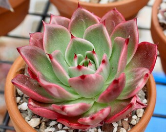 Echeveria Subsessilis Variegata ~ Variegated Rare Korean Succulent