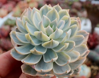 Echeveria Subsessilis Variegata ~ Variegated Rare Korean Succulent