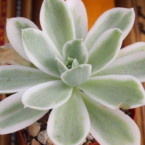 Echeveria Lemon Rose Variegated ~ Rare Korean Succulent Variegata