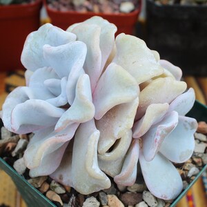 Echeveria Crispate Beauty Cluster — Rare Korean Succulent Multihead