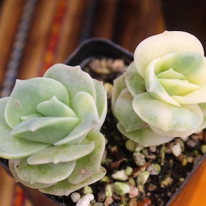 Platinum Variegated Graptoveria Lovely Rose ~ Exquisite live Korean Succulent