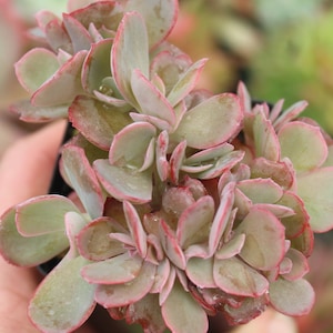 Echeveria Hanaikada ~ Crested Rare Korean Succulent