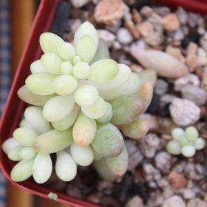 Pachyphytum Machucae 'Baby Fingers' Variegated  ~ Rare Korean Succulent Variegata