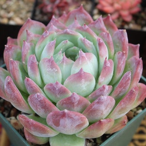 Echeveria Wild Colorata (Original) ~ Rare Korean Succulent