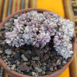 Cubic Frost Echeveria Pulvinata Frosty Variegated and Crested