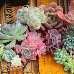 Die beste seltene koreanische Sukkulenten-Überraschungsbox auf Etsy!