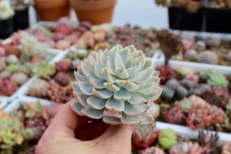 Echeveria Subsessilis Variegata ~ Variegated Rare Korean Succulent