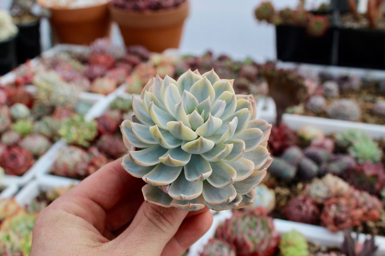 Echeveria Subsessilis Variegata ~ Variegated Rare Korean Succulent