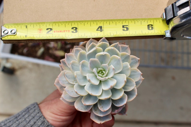 Echeveria Subsessilis Variegata ~ Variegated Rare Korean Succulent