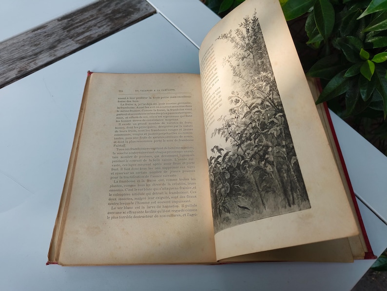 May include: An open antique book with aged, yellowed pages and red binding. The right page features a detailed black and white illustration of a forest scene. The book is resting on a white surface, with green foliage visible in the background.