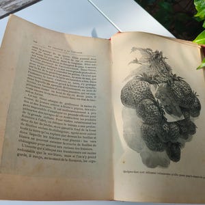 May include: Open vintage book with a detailed black and white illustration of strawberries. The book's pages are aged with text in French. The book has a red spine and is open on a white surface.