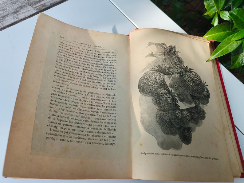 May include: Open vintage book with a detailed black and white illustration of strawberries. The book's pages are aged with text in French. The book has a red spine and is open on a white surface.
