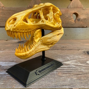 3D Printed T-Rex Skull with Display Stand image 5