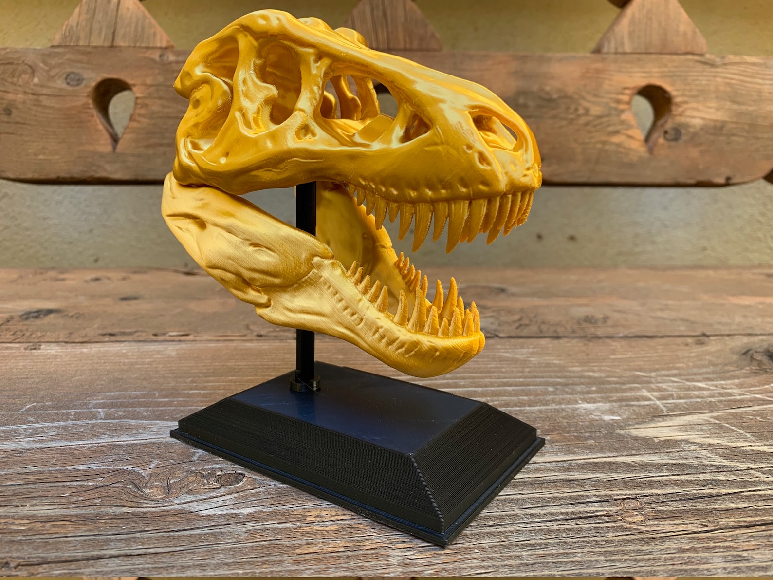 3D Printed TRex Skull with Display Stand Etsy
