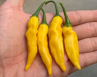Semi Di Peperoncino Lemon Drop: Cimelio Non OGM - Coltivali In Vaso O Orto!