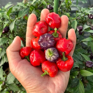 Lila Kürbis Paprika Samen