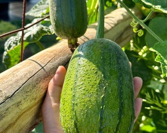 May include: Close-up of two green loofah gourds growing on a vine. One gourd is held in a hand, showcasing its textured surface and vertical ridges. The other gourd is hanging from the vine. The background includes green leaves and a wooden support.