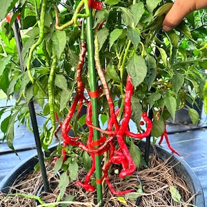May include: A close-up of a pepper plant in a black pot. The plant has green leaves and long, red peppers. Some peppers are still green. The plant is supported by a green stake and red tape. The pot is filled with straw.