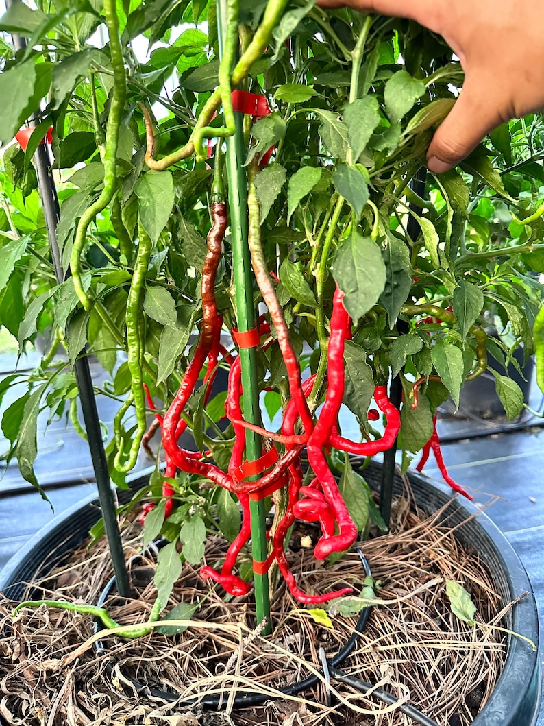 May include: A close-up of a pepper plant in a black pot. The plant has green leaves and long, red peppers. Some peppers are still green. The plant is supported by a green stake and red tape. The pot is filled with straw.