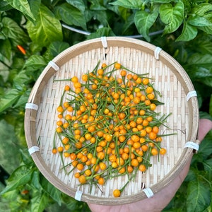Aji Charapita Pepper Seeds