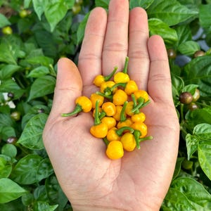 May include: A hand holding a handful of small, bright yellow peppers. The peppers are round and have a green stem.