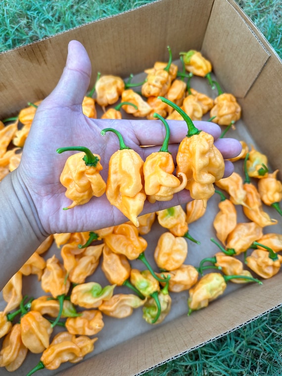Orange Ripple Pepper Seeds - Etsy
