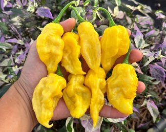 May include: A hand holding seven bright yellow habanero peppers. The peppers are all different shapes and sizes, but they are all a vibrant yellow colour.