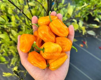 Puede incluir: Una mano sosteniendo un montón de pimientos habaneros amarillos brillantes. Los pimientos son lisos y brillantes, y todos son aproximadamente del mismo tamaño.