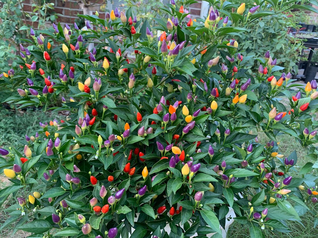 Bolivian Rainbow Pepper Seeds Etsy