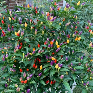 Bolivian Rainbow Pepper Seeds