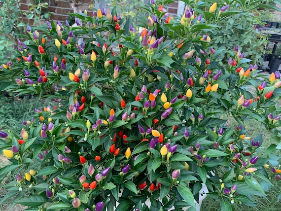 Bolivian Rainbow Pepper Seeds - Etsy