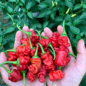 May include: A handful of bright red, wrinkled, pepper-shaped chili peppers with green stems.