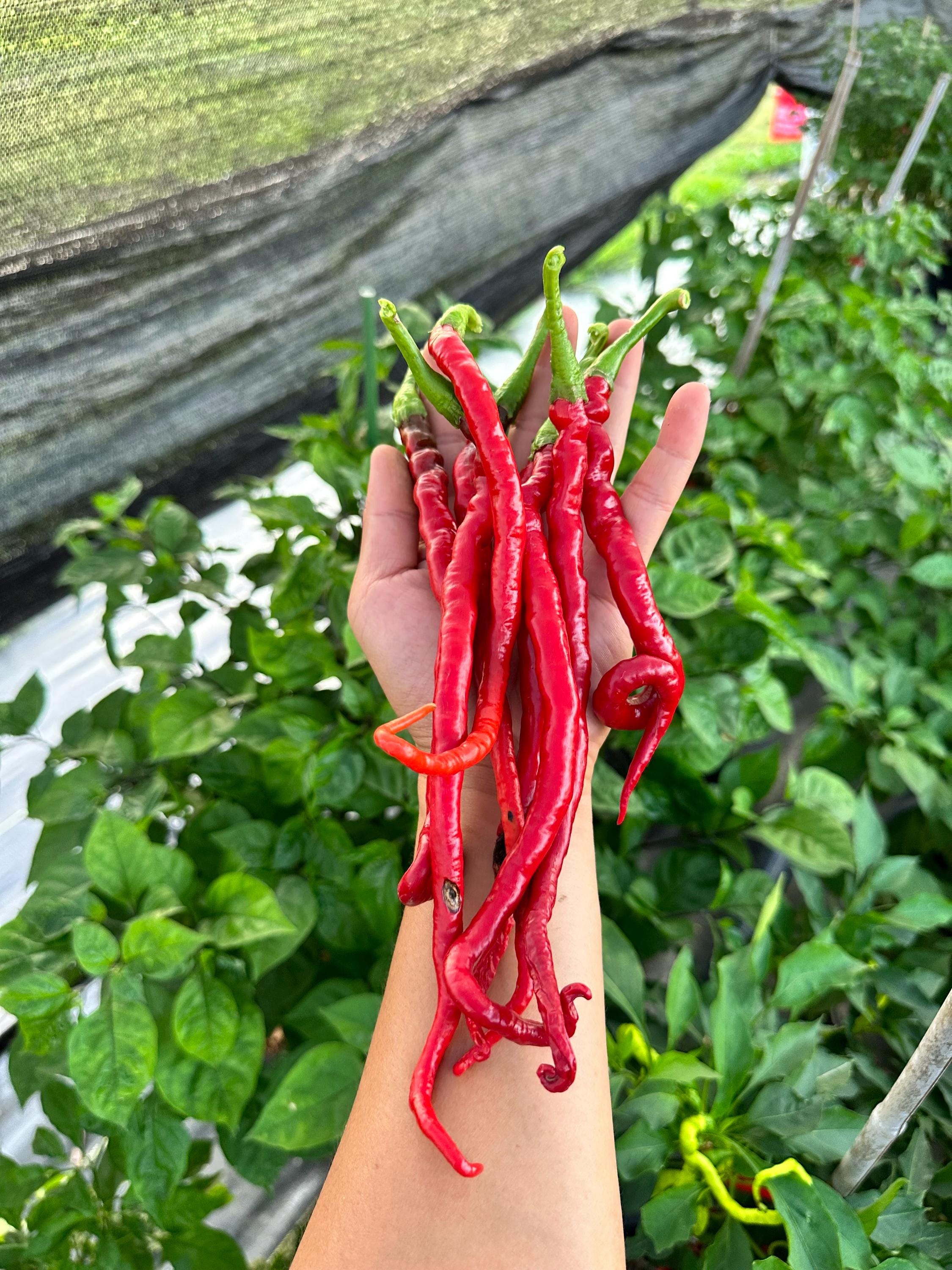 SEMI ISOLATI PEPERONCINO CAROLINA REAPER LONG RED