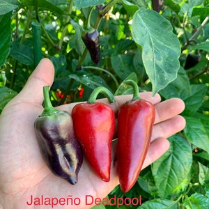 Jalapeño Deadpool Pepper Seeds