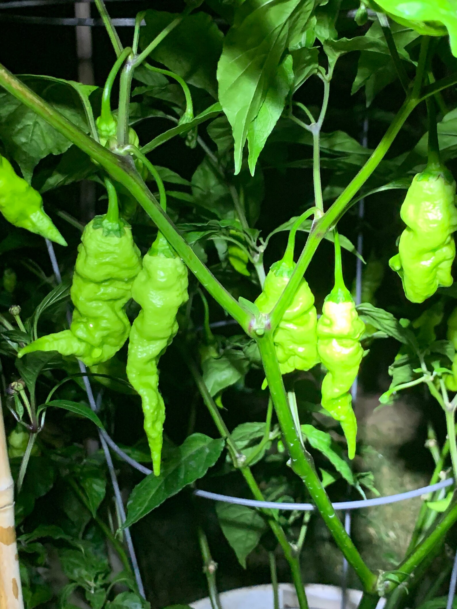 Golden Primotalii Pepper Seeds Etsy