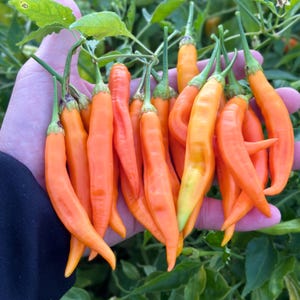 Semi di peperone arancione Aji Inca Berry XL