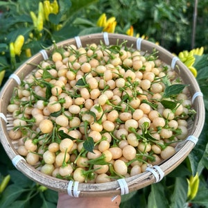 Peach Charapita Pepper Seeds