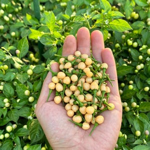 Op de afbeelding: Een hand die een grote hoeveelheid kleine, lichtgele pepers vasthoudt. De pepers zitten aan kleine groene steeltjes en zijn omringd door groene bladeren.