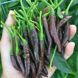KS Linzo Chocolate Pepper Seeds