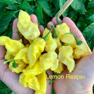 Lemon Reaper Pepper Seeds