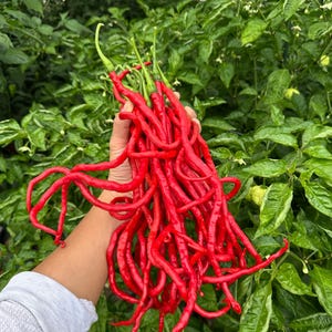 Thunder Mountain Longhorn Pepper Seeds