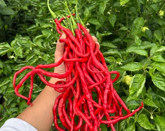 Thunder Mountain Longhorn Pepper Seeds