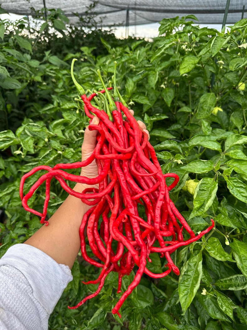 May include: A bunch of bright red, long, and slender chili peppers with green stems. The peppers are held in front of a backdrop of lush green foliage, suggesting a garden or greenhouse setting. The peppers have a slightly wrinkled texture.