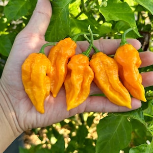 Yellow Ghost Pepper (Bhut Jolokia) Pepper Seeds