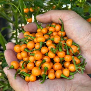 May include: A hand holding a large amount of small, bright orange peppers. The peppers have green stems and are clustered together.