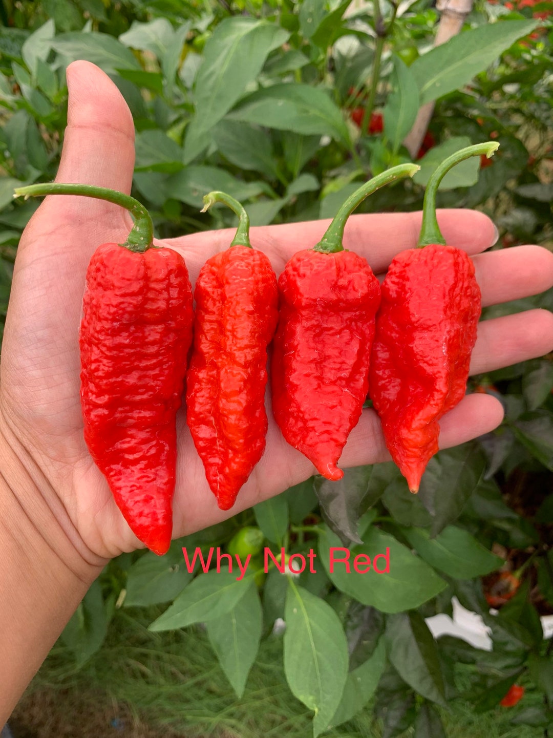 Whynot Pepper Why Not Red Pepper Seeds - Etsy