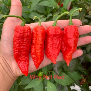 Why Not Red Pepper Seeds