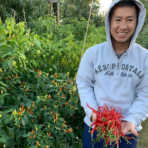 May include: A person holding a large bunch of red chili peppers, freshly harvested from a garden. The peppers are long and thin, with a vibrant red color. The person is wearing a gray hoodie with the text "AEROPOSTALE Ath letics".