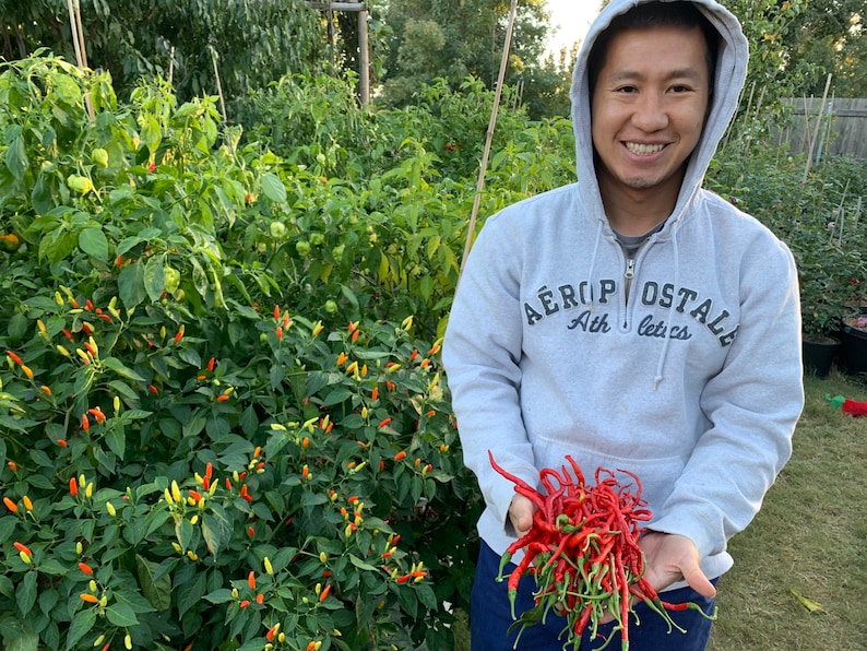 May include: A person holding a large bunch of red chili peppers, freshly harvested from a garden. The peppers are long and thin, with a vibrant red color. The person is wearing a gray hoodie with the text "AEROPOSTALE Ath letics".