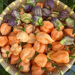 Delirio Paprika Samen